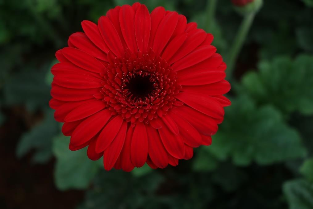 description of the image