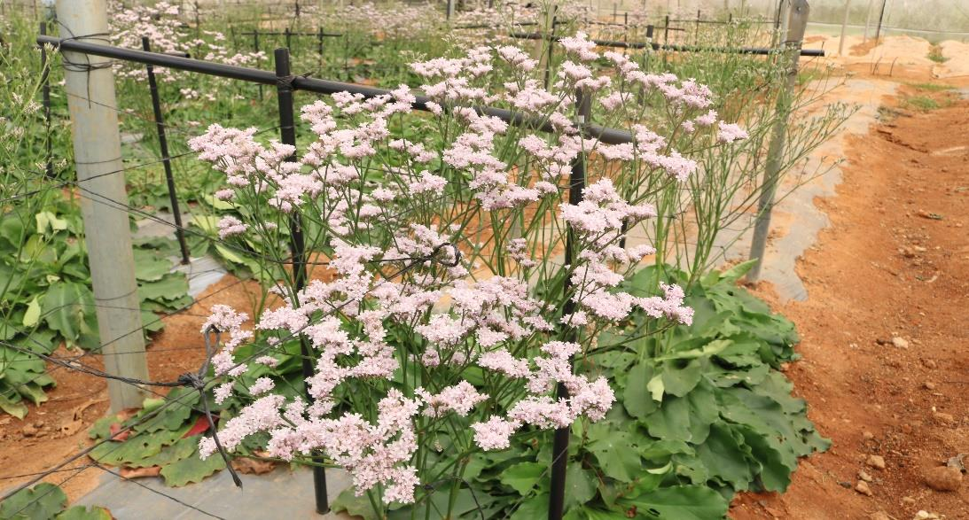 description of the image