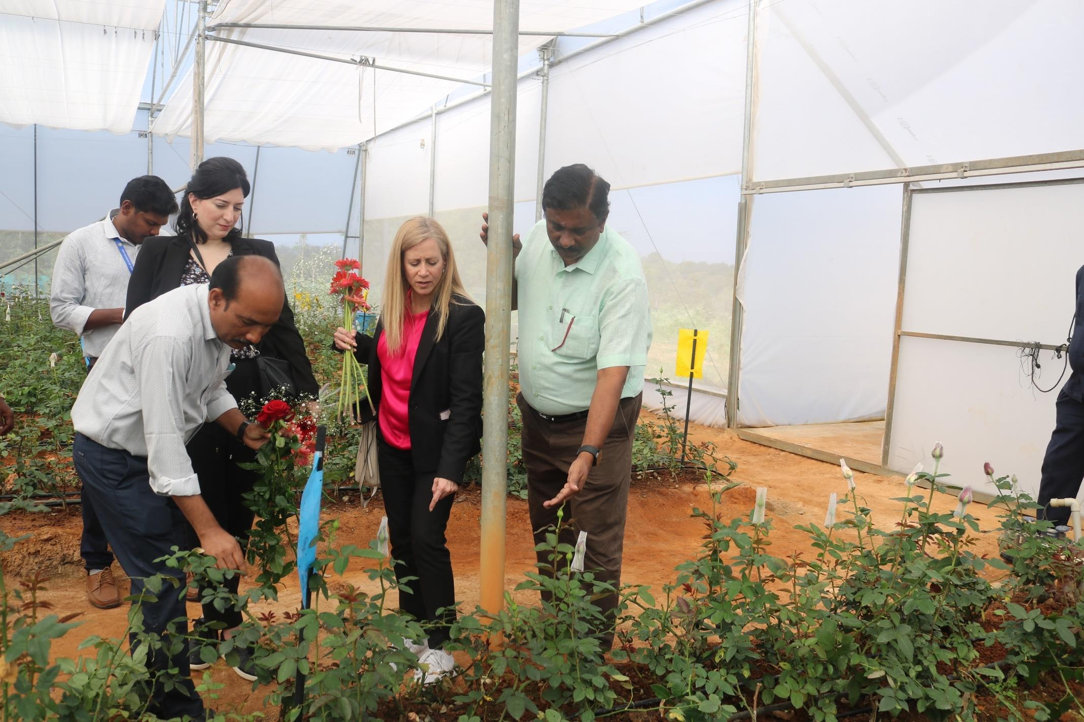 description of the image