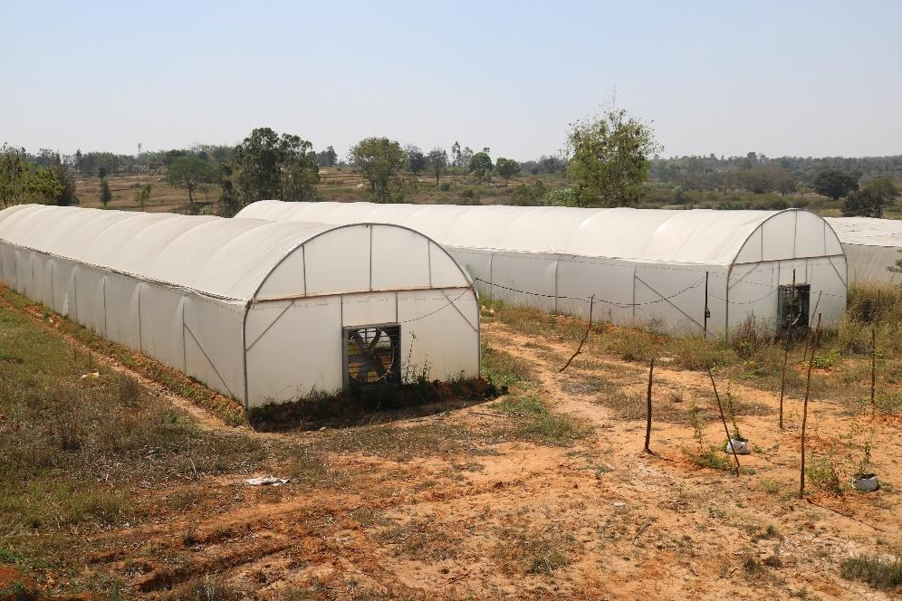 description of the image