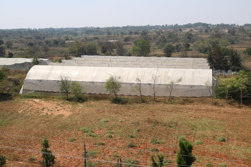 description of the image