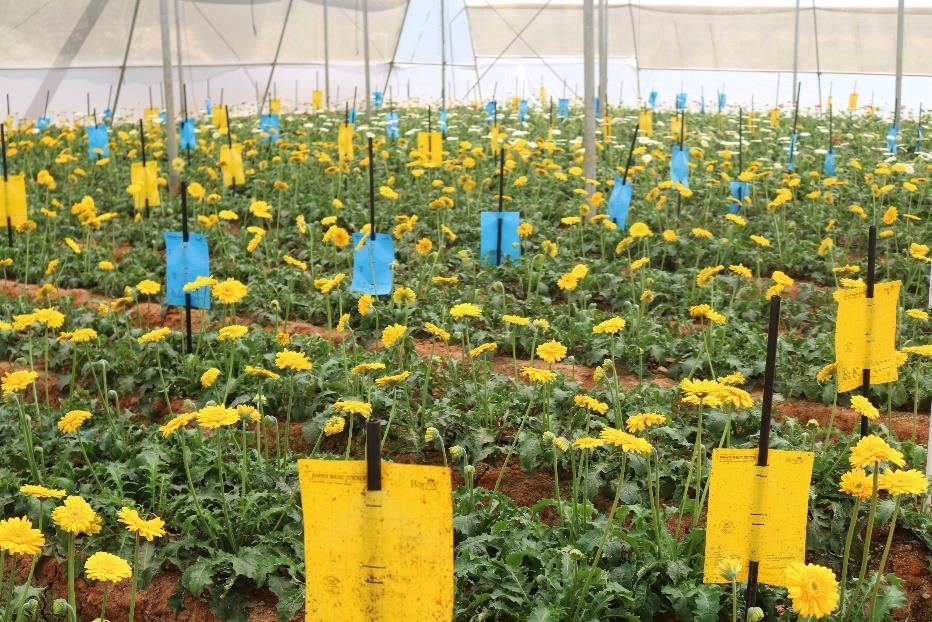 description of the image