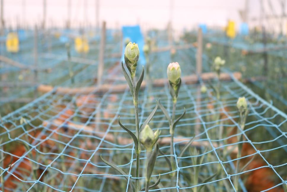 description of the image