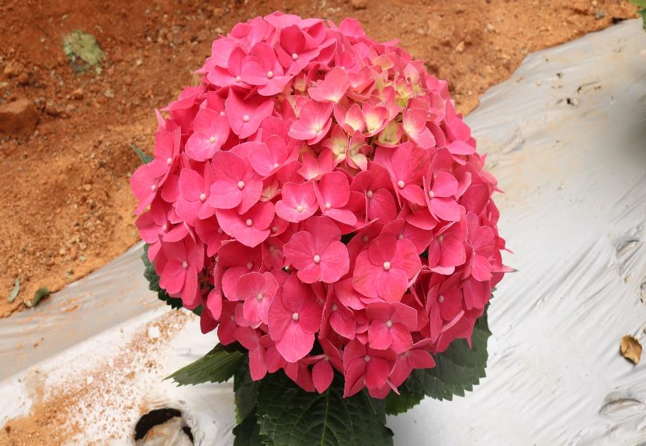 description of the image