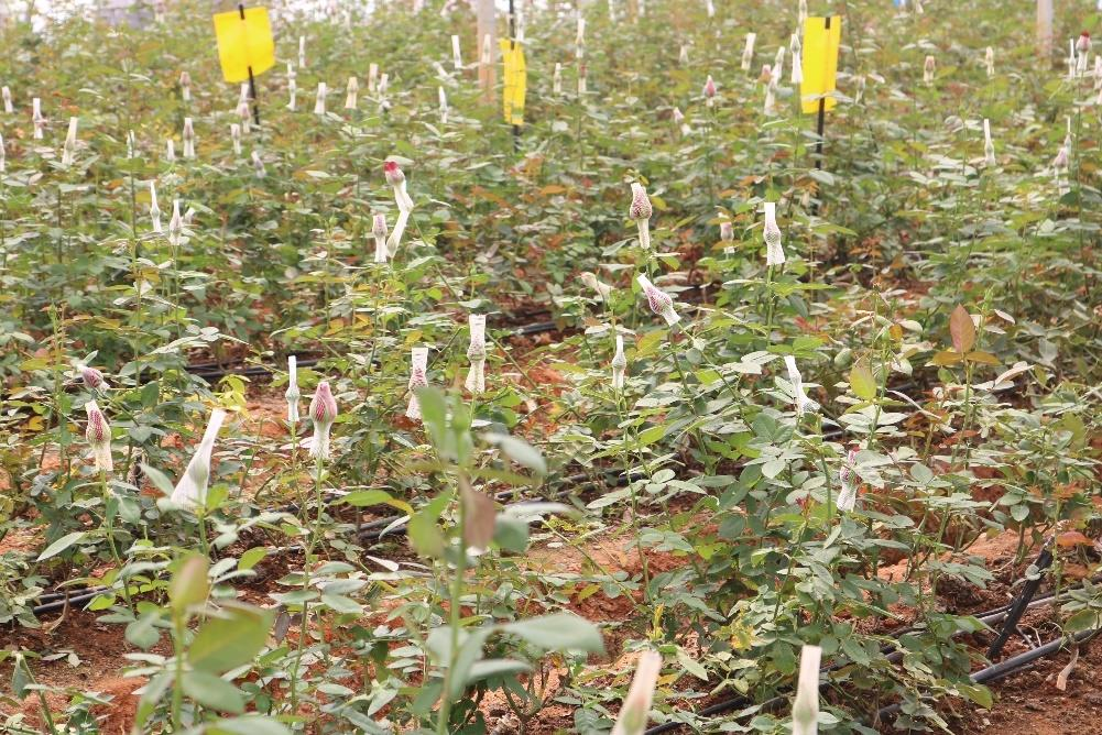 description of the image