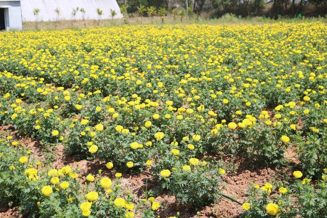 description of the image