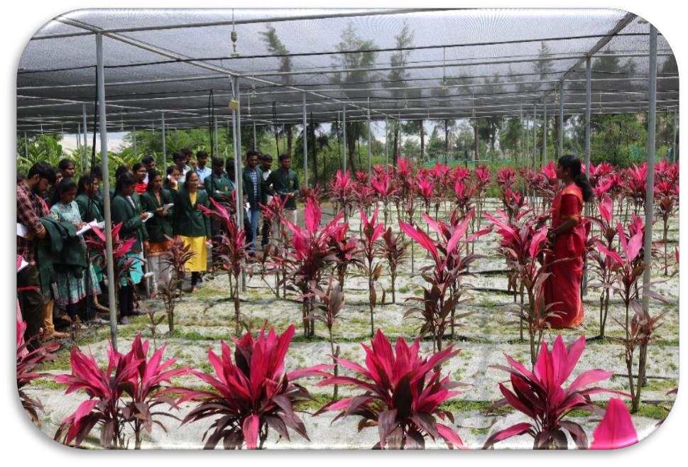 description of the image