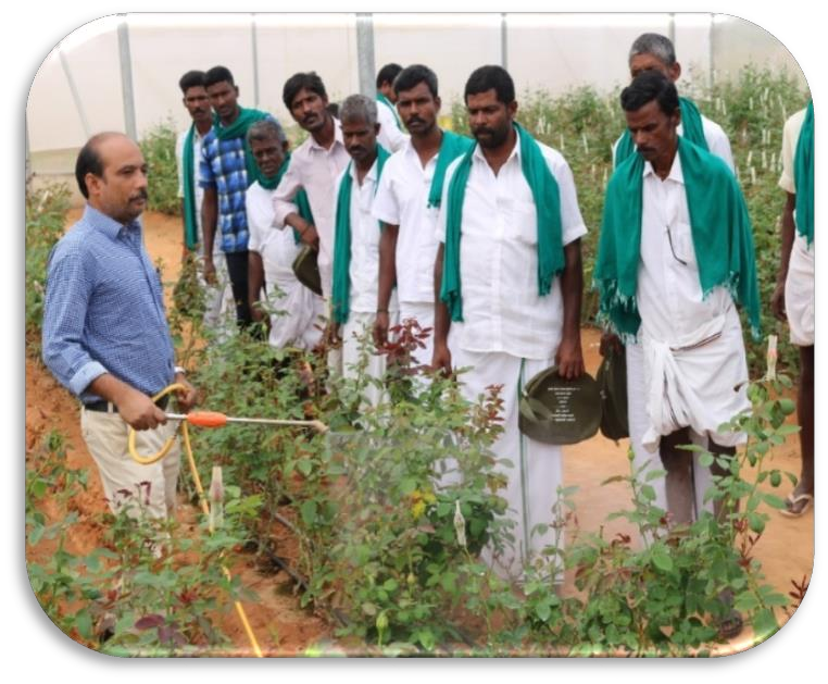 description of the image