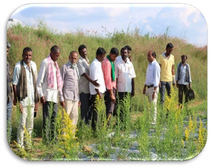 description of the image